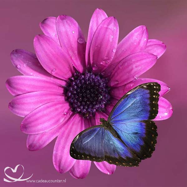 Onwijs Diamond Painting Vlinder met bloem 30x30 | Cadeaucounter JA-05